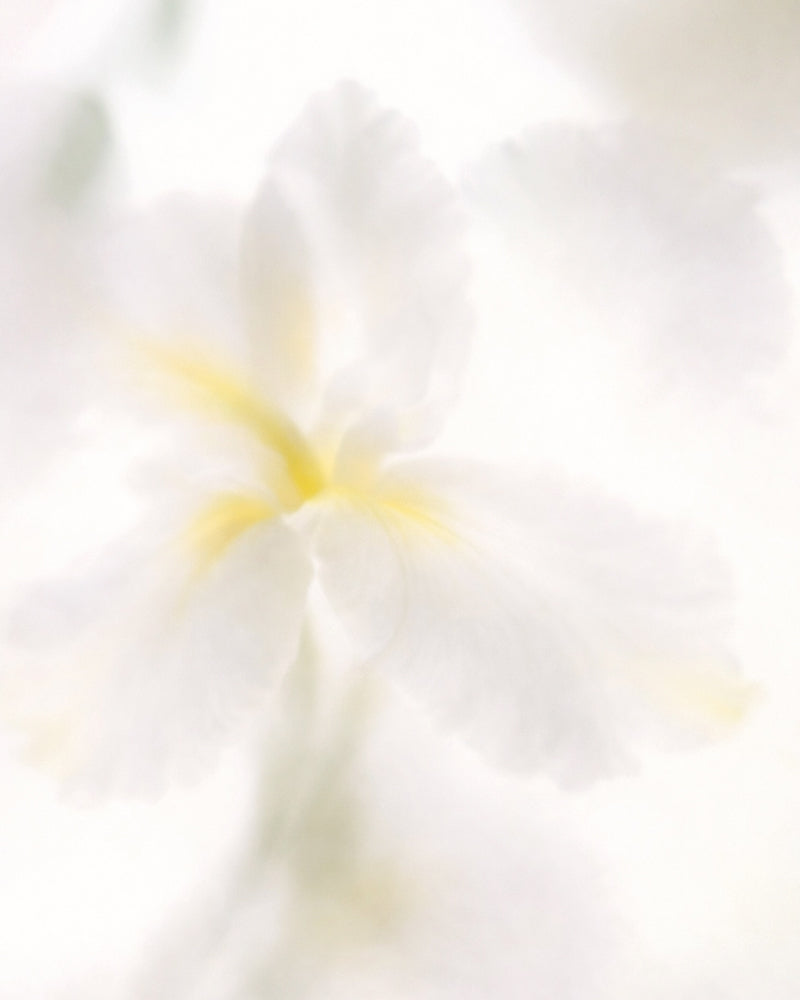 EPILOGY MOLECULE PERFUME